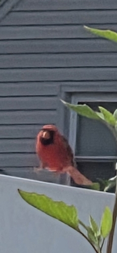 Northern Cardinal