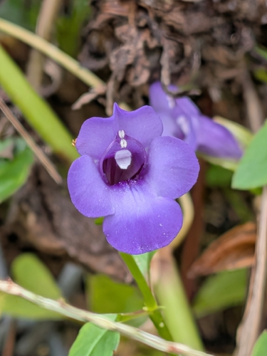 Torenia asiatica observed 2026-10-03