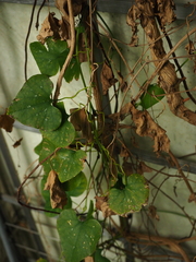 Philodendron pedatum