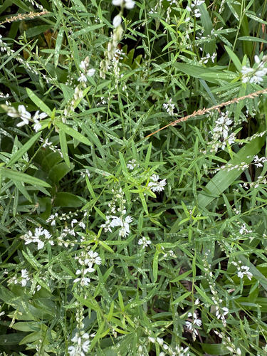 Polygala paniculata observed 2026-10-05