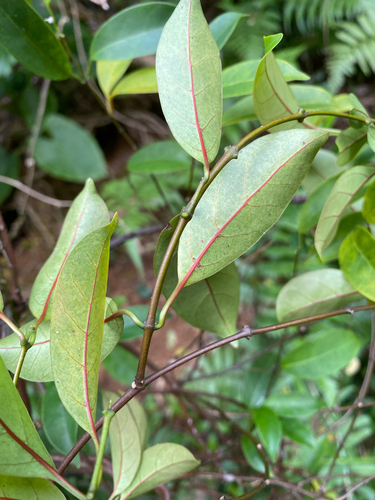 Urceola rosea observed 2026-10-11