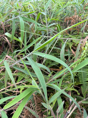 Melinis minutiflora observed 2026-10-05