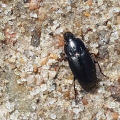 Harpalus anxius
