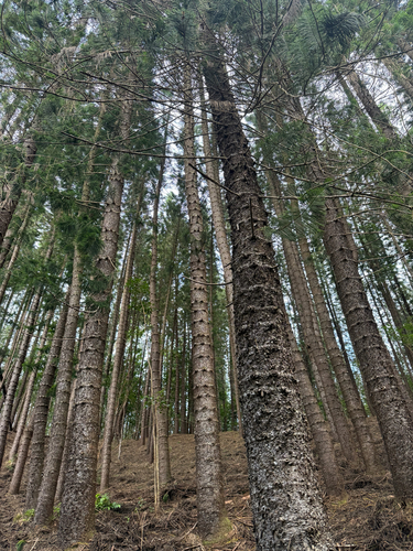 Araucaria columnaris observed 2026-10-05
