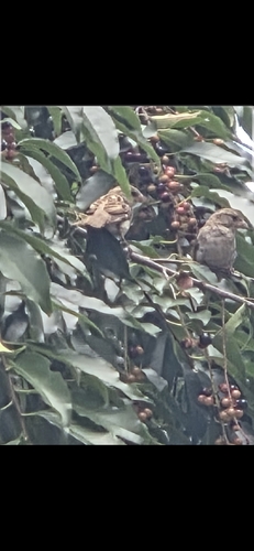 House Sparrow