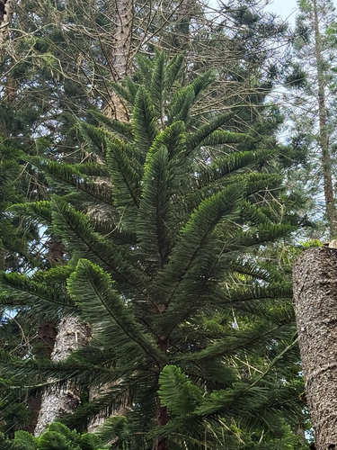 Araucaria columnaris observed 2026-10-05