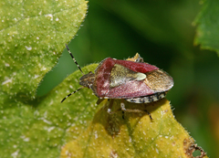 Dolycoris baccarum