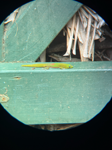 Phelsuma laticauda observed 2026-10-05