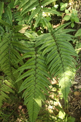 Polystichum luctuosum