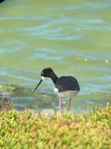 Himantopus mexicanus observed 2026-10-05