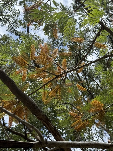 silk oak