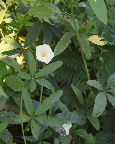 Distimake quinquefolius observed 2026-10-10