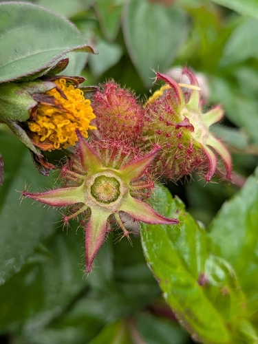 Heterotis rotundifolia observed 2026-10-03