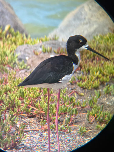 Himantopus mexicanus observed 2026-10-05