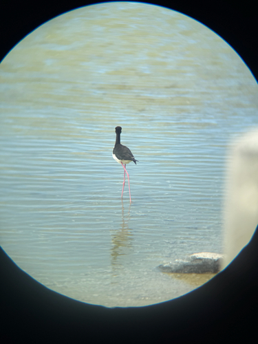 Himantopus mexicanus observed 2026-10-05