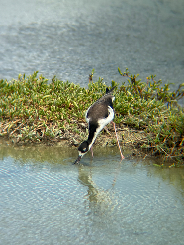 Himantopus mexicanus observed 2026-10-05