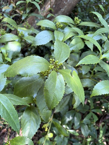 Sarcandra glabra observed 2026-10-13