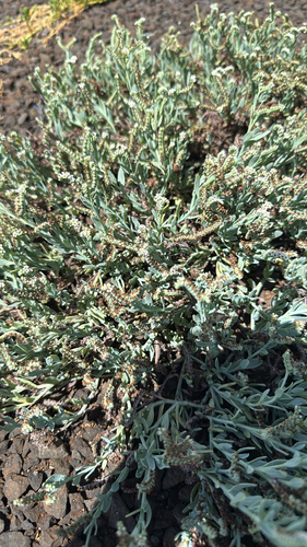 Heliotropium curassavicum observed 2026-10-08