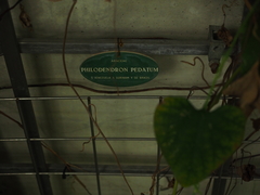 Philodendron pedatum