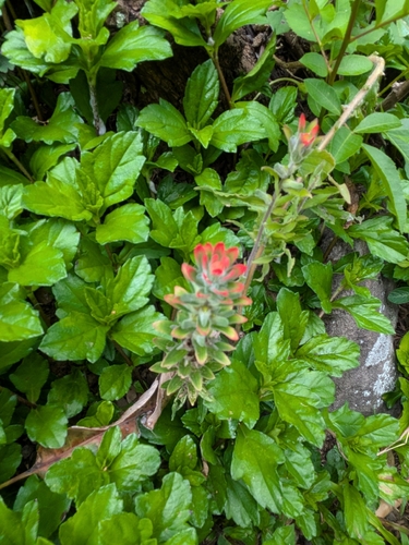 Castilleja arvensis observed 2026-10-04