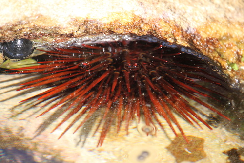 Heliocidaris tuberculata observed 2026-10-10
