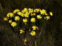 Euryops abrotanifolius
