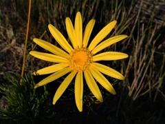 Euryops abrotanifolius
