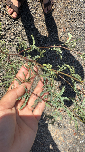 Prosopis pallida observed 2026-10-08