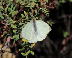 Ascia monuste automate