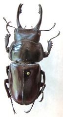 Neolucanus fuscus