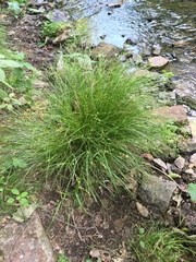 Carex remota