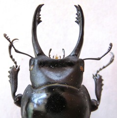 Neolucanus fuscus