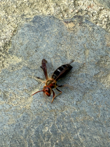 Black-bellied Hornet