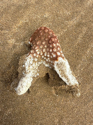 Pocillopora meandrina, 2026-10-08