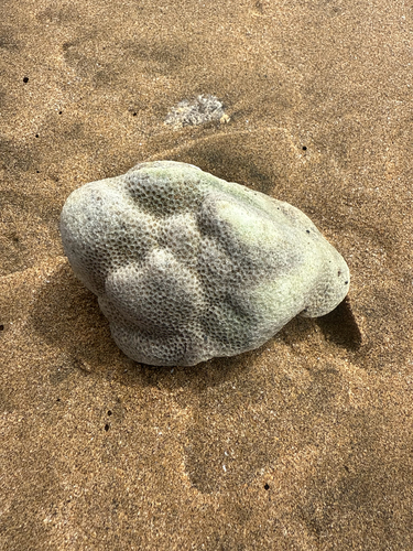 Porites lobata observed 2026-10-08
