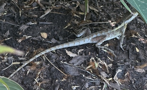 Lophognathus temporalis observed 2026-10-13