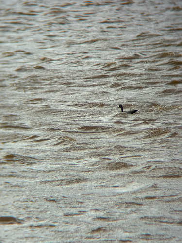 Fulica alai observed 2026-10-08