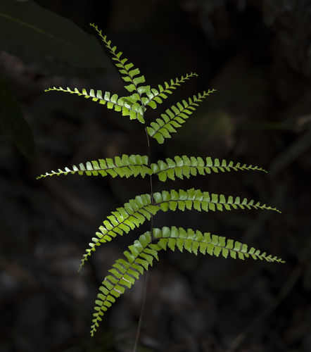 Lindsaea nervosa observed 2026-09-07