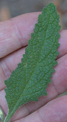 Lepechinia calycina observed 2026-10-12