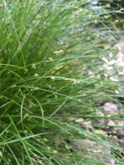 Carex remota