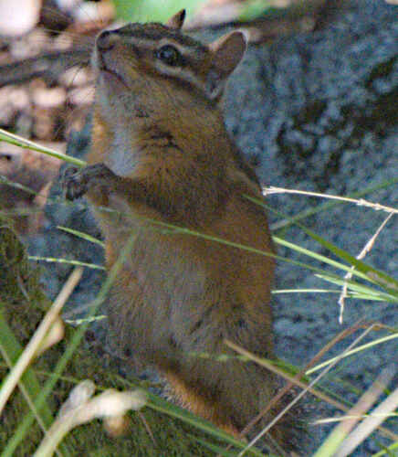 Sonoma Chipmunk observed by randallwhall