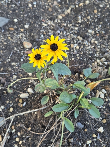 black-eyed Susan
