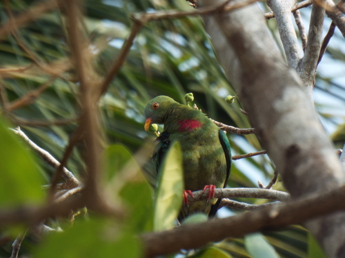 Ptilinopus viridis, 2026-10-13