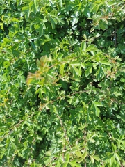 Crataegus monogyna
