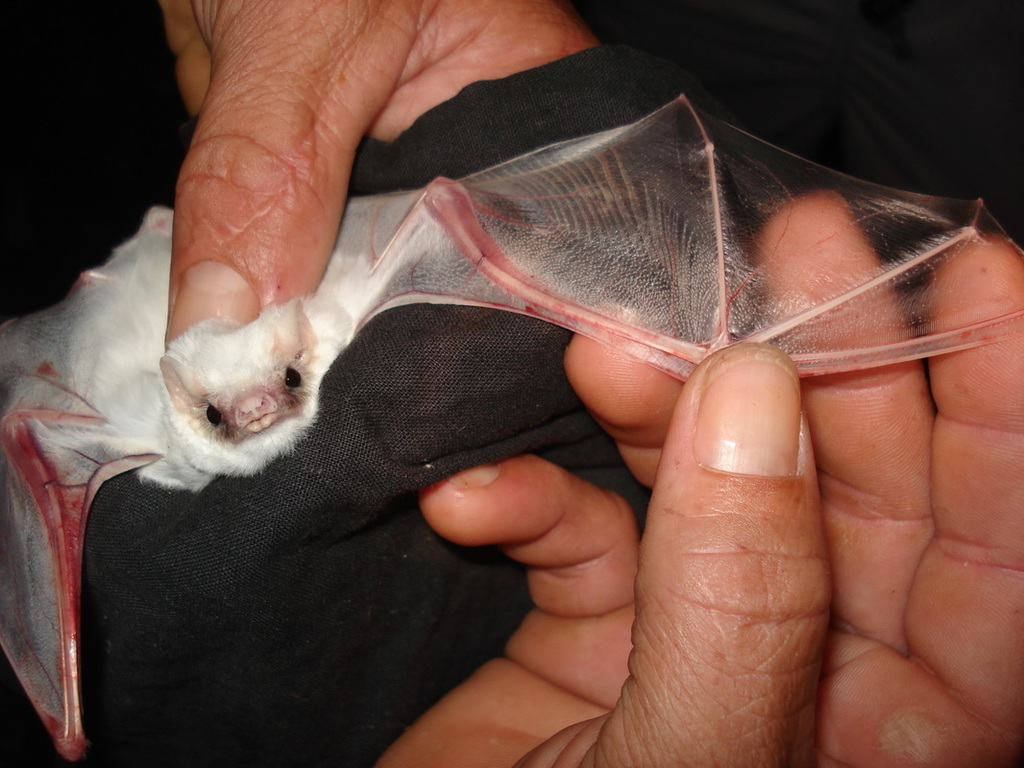Lesser Ghost Bat
