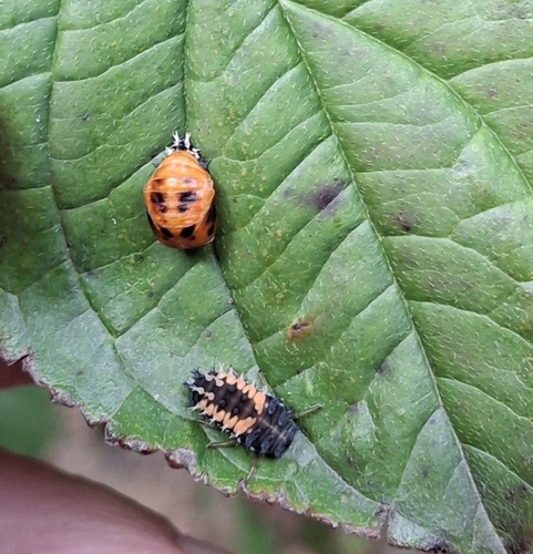 Asian Lady Beetle