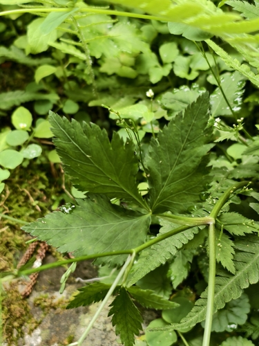 Cryptotaenia japonica observed 2026-10-13
