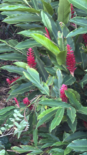 Alpinia, 2026-10-12