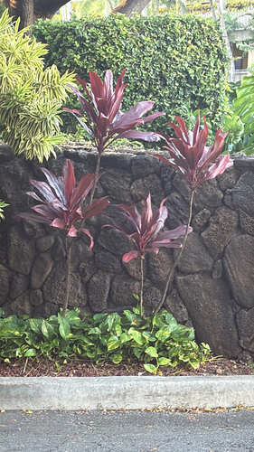 Cordyline fruticosa observed 2026-10-12