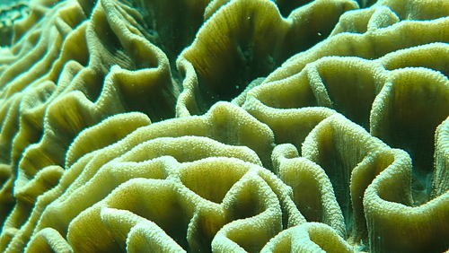 Pectinia lactuca observed 2026-10-12
